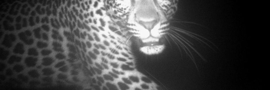 Gansbaai ABI bly bedrywig_1